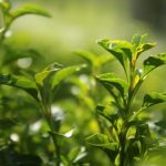 Vividly spread matcha tea leaves-min