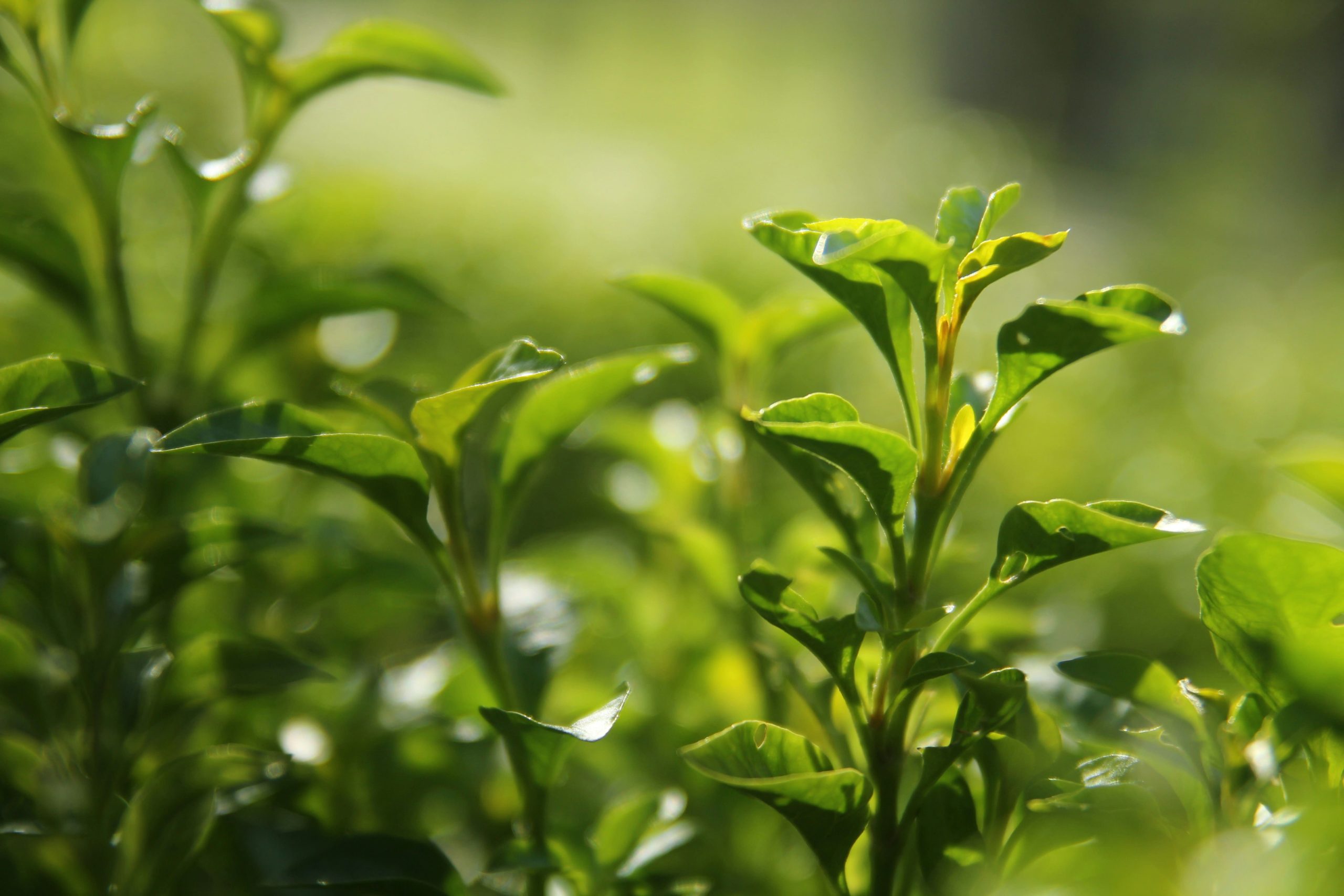 Vividly spread matcha tea leaves-min